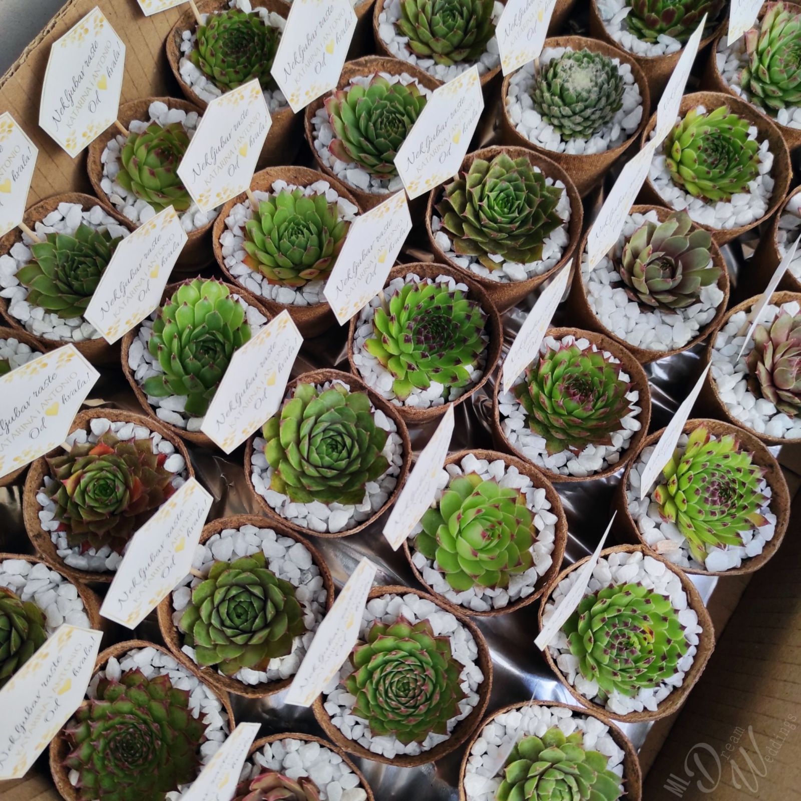 Sukulenti u birazgradivoj teglici